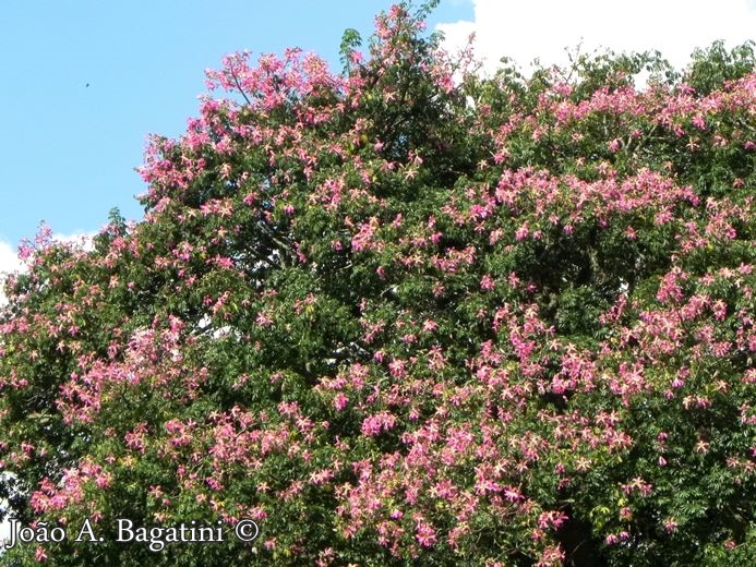 Ceiba speciosa