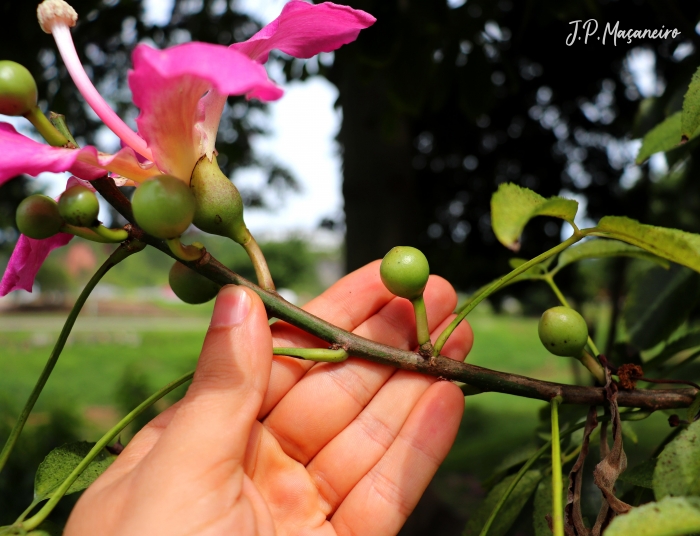 Ceiba speciosa