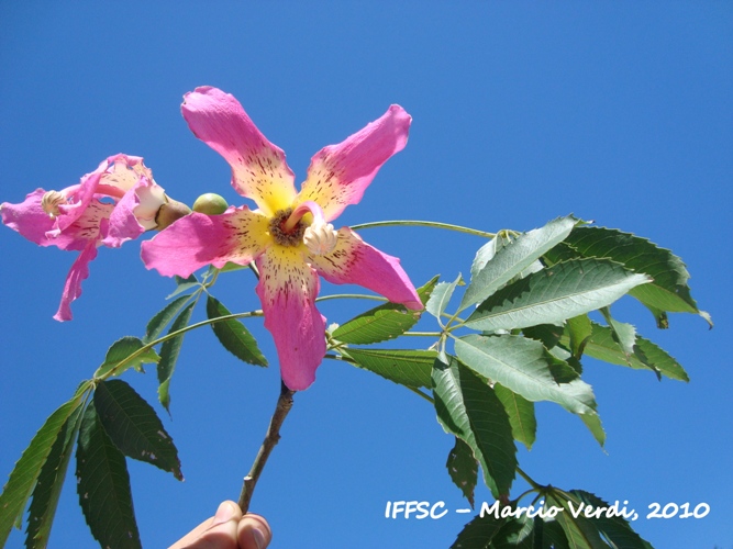 Ceiba speciosa