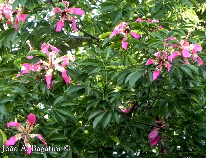 Ceiba speciosa