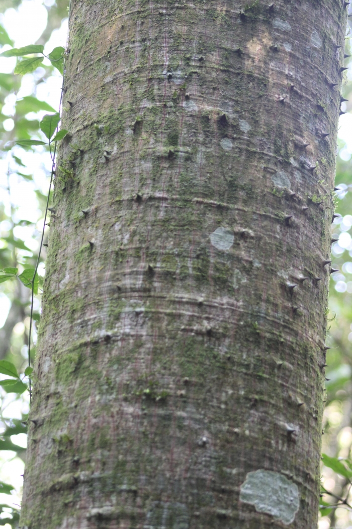 Ceiba speciosa