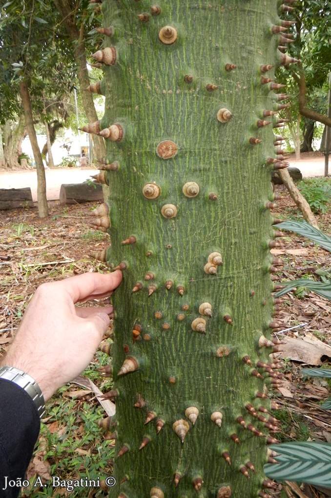 Ceiba speciosa