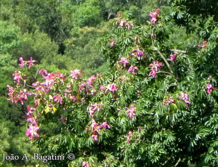 Ceiba speciosa