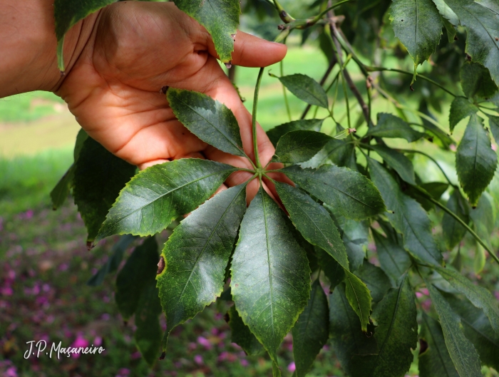 Ceiba speciosa