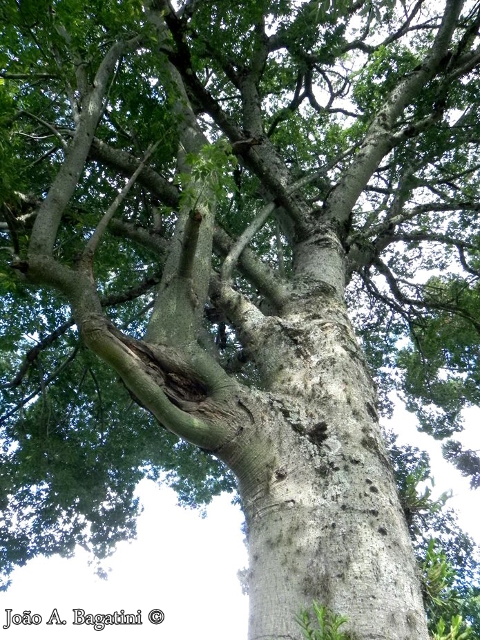 Ceiba speciosa