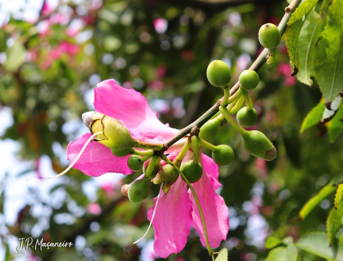 Ceiba speciosa