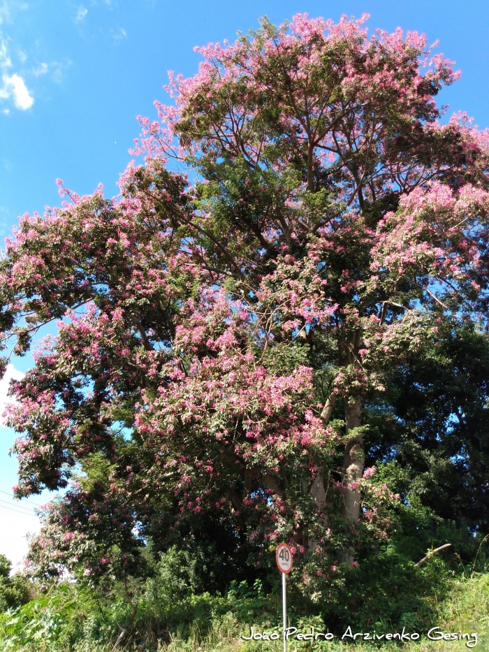 Ceiba speciosa