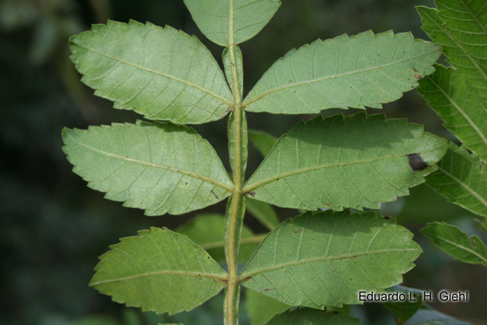 Schinus terebinthifolius