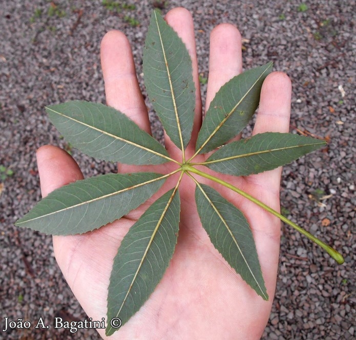 Ceiba speciosa