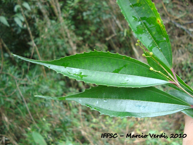 Miconia pusilliflora