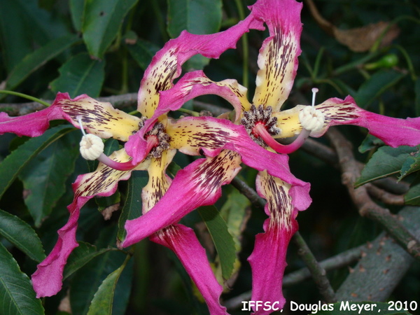 Ceiba speciosa