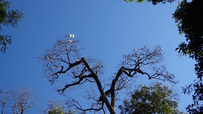 Ceiba speciosa