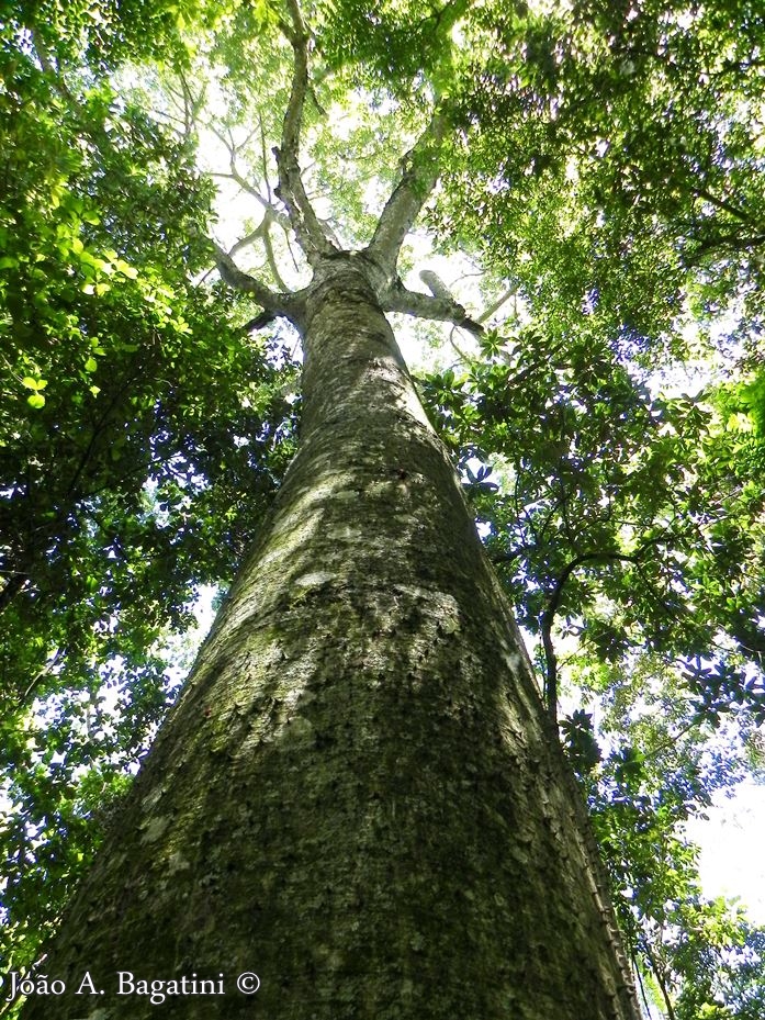 Ceiba speciosa