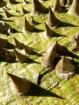 Ceiba speciosa