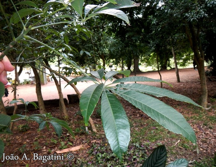 Ceiba speciosa