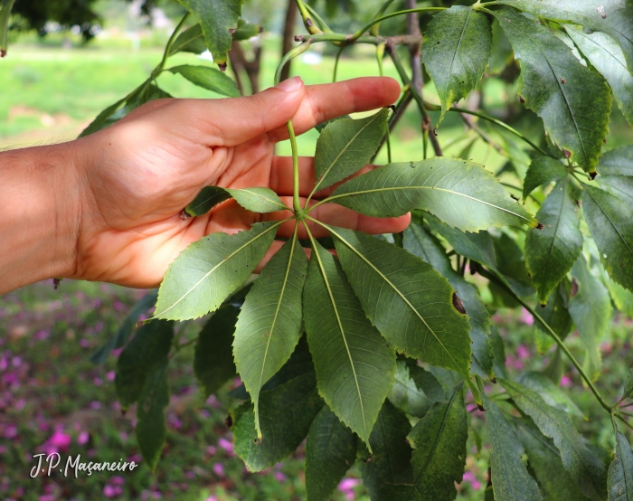 Ceiba speciosa