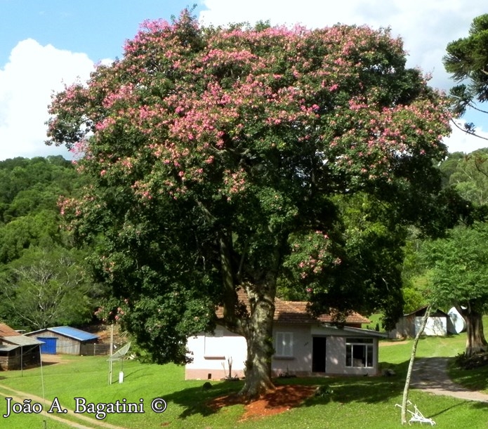 Ceiba speciosa