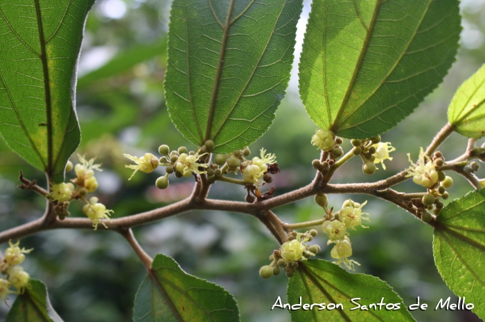 Guazuma ulmifolia