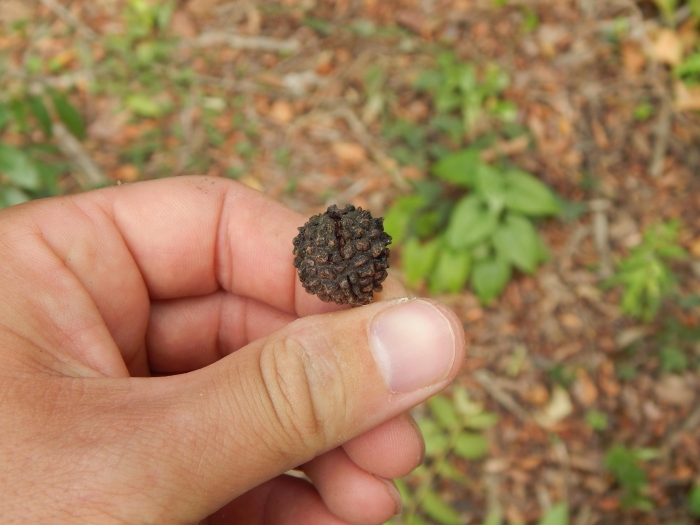 Guazuma ulmifolia