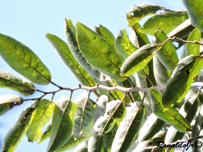 Guazuma ulmifolia