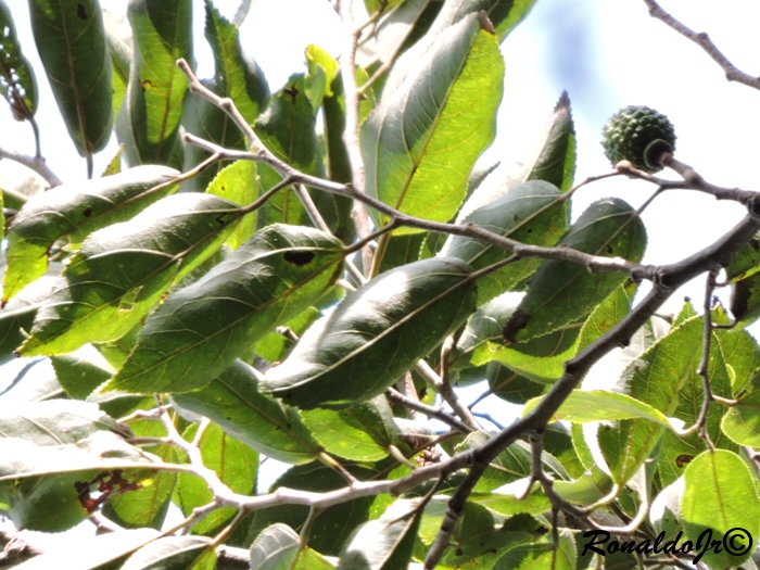 Guazuma ulmifolia