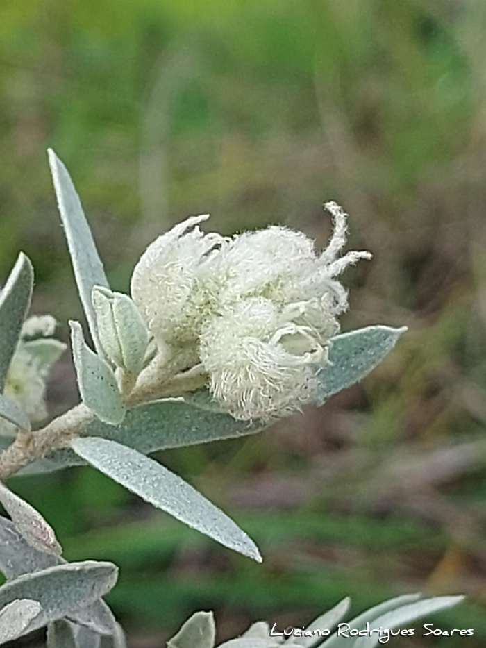 Croton pycnocephalus