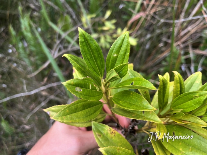 Huberia semiserrata