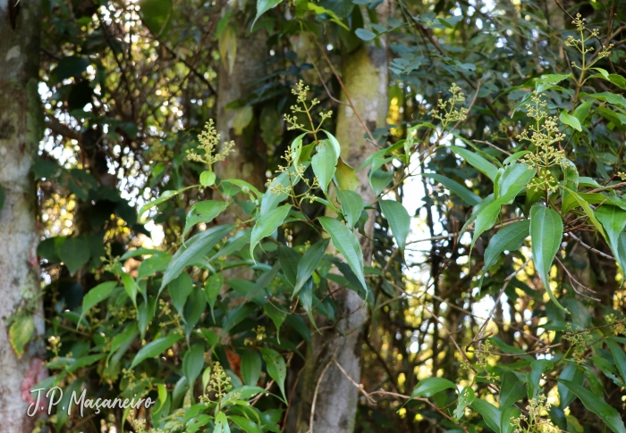 Miconia pusilliflora