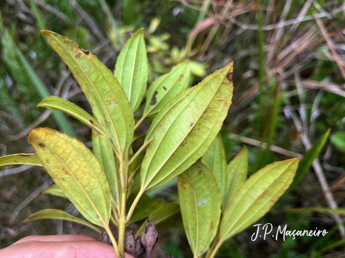 Huberia semiserrata
