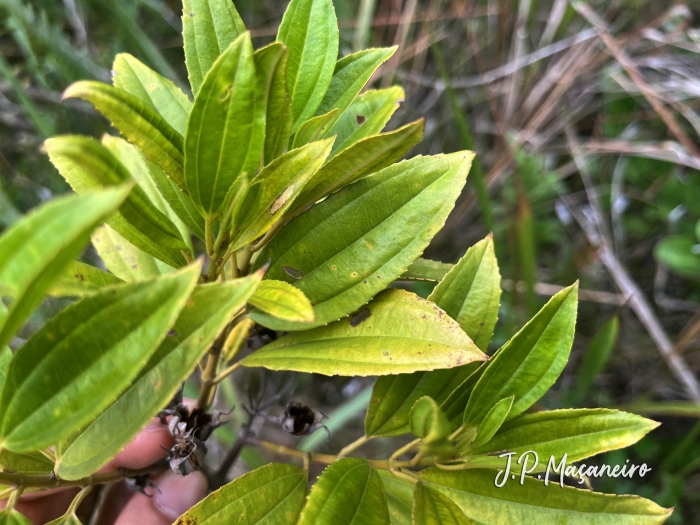 Huberia semiserrata