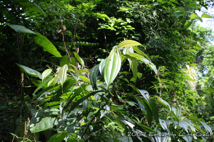 Miconia pusilliflora