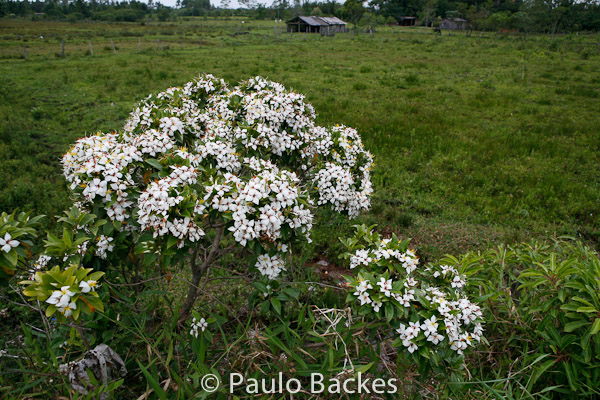 Huberia semiserrata