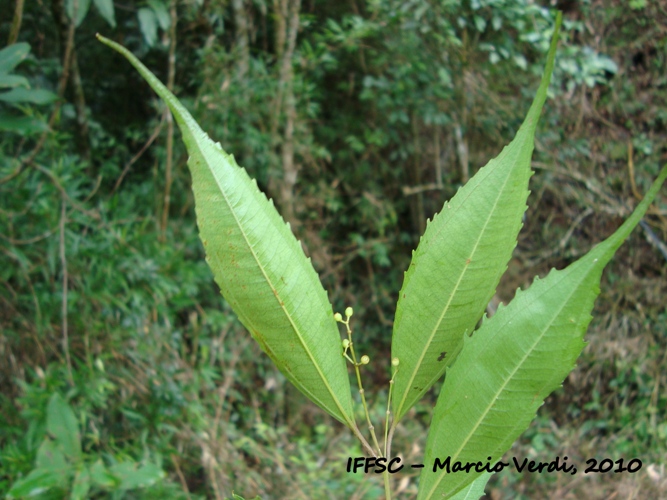 Miconia pusilliflora