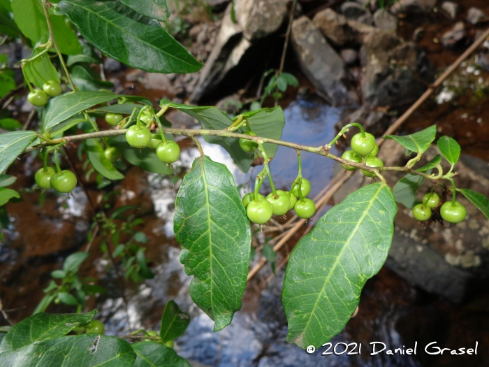 Gymnanthes klotzschiana