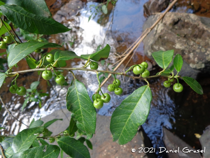 Gymnanthes klotzschiana