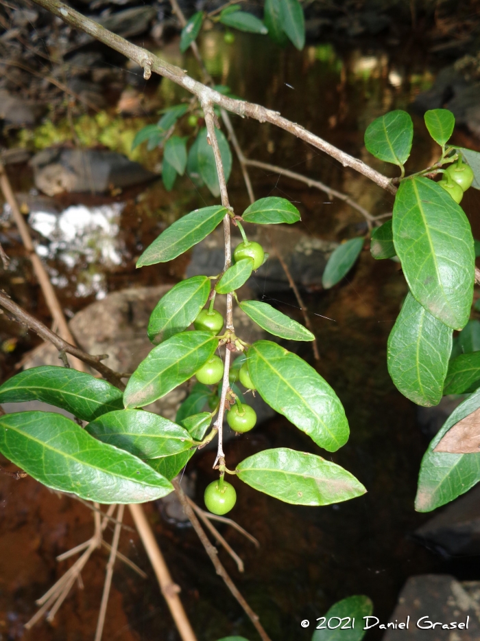 Gymnanthes klotzschiana