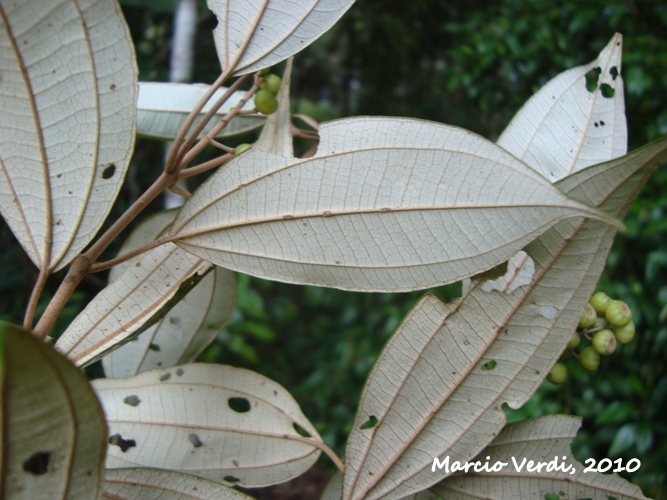 Miconia cubatanensis