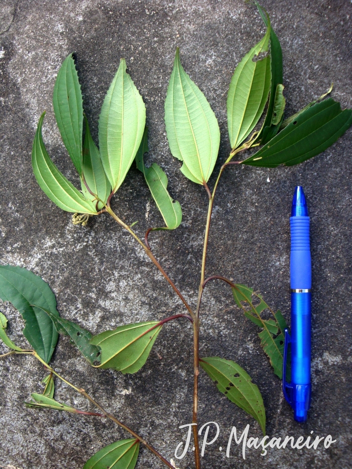 Miconia pusilliflora