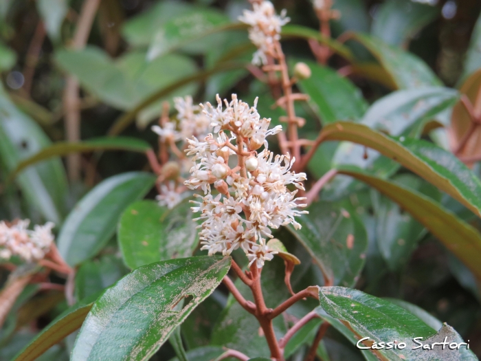 Miconia cubatanensis