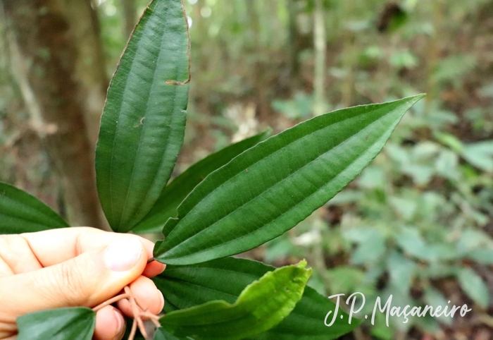 Miconia cubatanensis