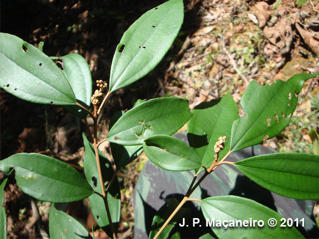 Miconia cubatanensis