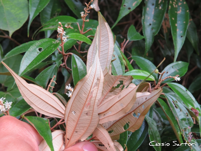 Miconia cubatanensis