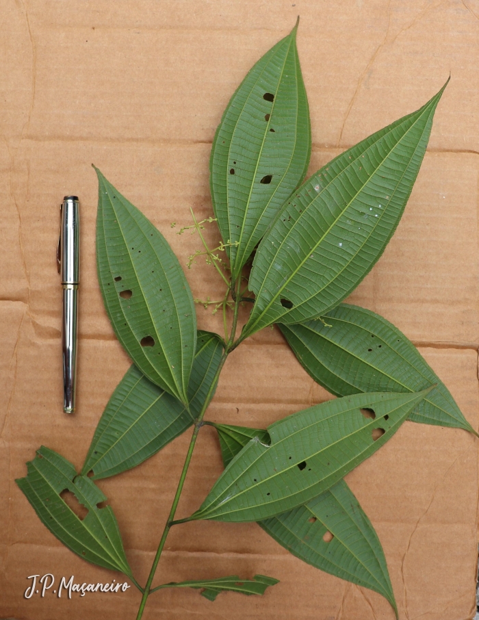 Miconia latecrenata