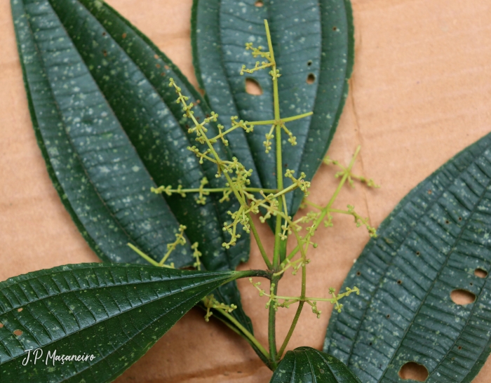 Miconia latecrenata