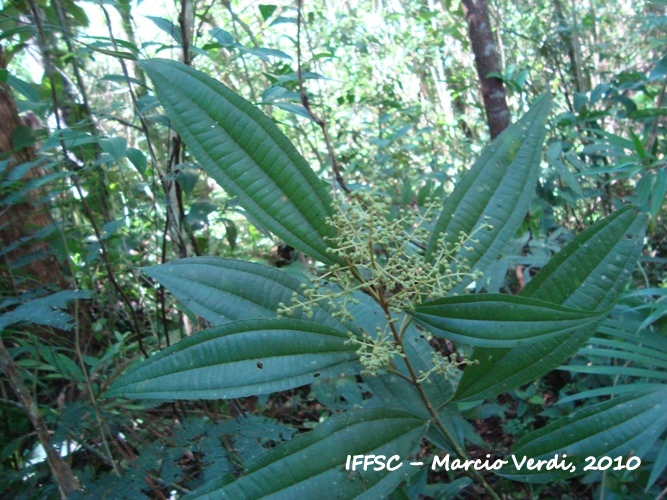 Miconia latecrenata