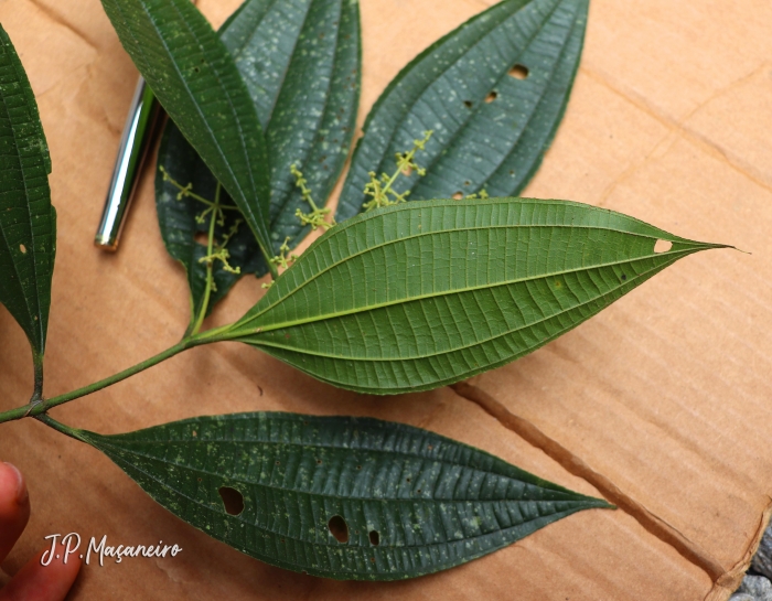 Miconia latecrenata