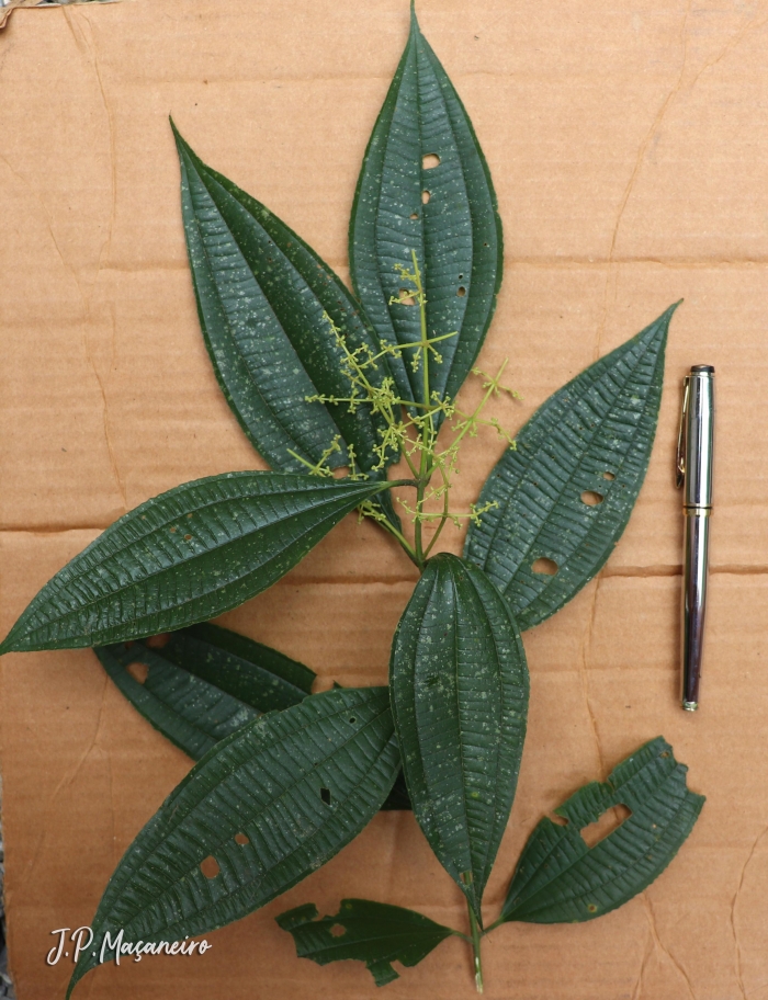 Miconia latecrenata