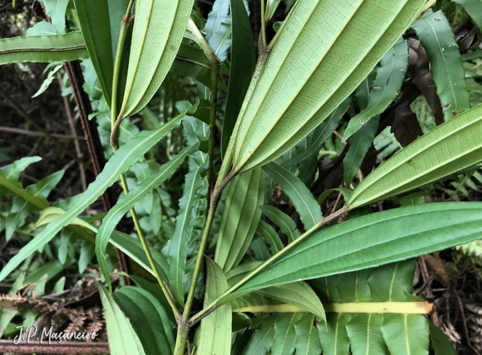 Miconia latecrenata