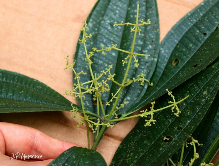 Miconia latecrenata