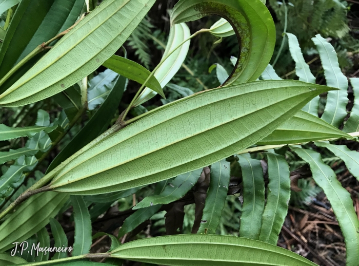 Miconia latecrenata